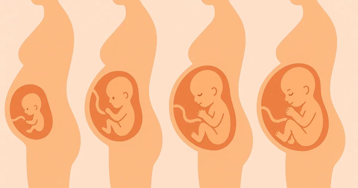 Illustration in flat design of a baby growing inside the mother's womb during the different stages of pregnancy.